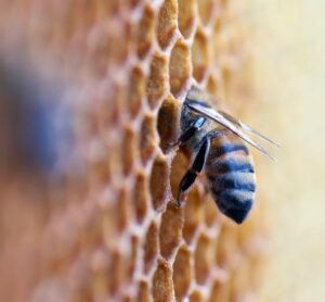 3 motivos para você consumir Própolis em 2023. Palavras Chaves: Raeasy, mel, abelha, própolis. Descrição da Imagem: Uma abelha entrando dentro de uma colmeia, a abelha encontra-se com metade do corpo para fora de um alveolo da colmeia.