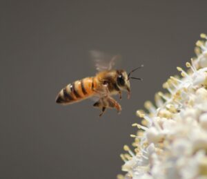 3 motivos para você consumir Própolis em 2023. Palavras Chaves: Raeasy, mel, abelha, própolis. Descrição da Imagem: Uma abelha se aproximando de uma flor, a abelha esta voando no ar e bate suas asas, que estão desfoacadas por causa do movimento. O Fofo está na abelha.